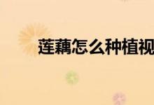 莲藕怎么种植视频（莲藕怎么种植）