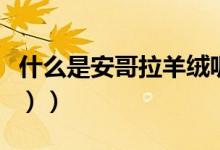 什么是安哥拉羊绒呢（什么是安哥拉猫（图文））