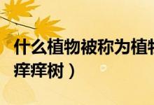 什么植物被称为植物界熊猫（什么植物被称为痒痒树）