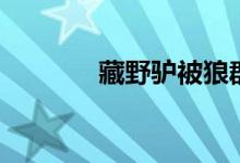 藏野驴被狼群围攻（藏野驴）
