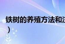 铁树的养殖方法和注意事项（铁树的养殖方法）