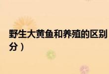 野生大黄鱼和养殖的区别（养殖大黄鱼和野生大黄鱼怎么区分）