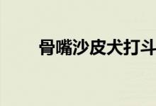骨嘴沙皮犬打斗视频（骨嘴沙皮犬）