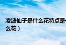 凌波仙子是什么花特点是什么（清丽脱俗又称凌波仙子是什么花）