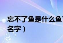 忘不了鱼是什么鱼?（忘不了鱼在中国叫什么名字）
