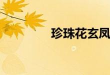 珍珠花玄凤鹦鹉（珍珠花）