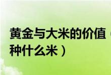 黄金与大米的价值（旅游买回黄金米究竟是一种什么米）