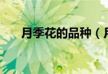 月季花的品种（月季大花有哪些品种）