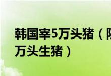 韩国宰5万头猪（防止非洲猪瘟蔓延屠宰近5万头生猪）