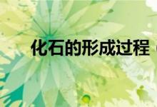 化石的形成过程（化石是怎么形成的）