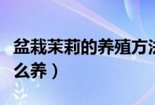 盆栽茉莉的养殖方法和注意事项（盆栽茉莉怎么养）