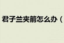 君子兰夹箭怎么办（君子兰夹箭该怎么处理）
