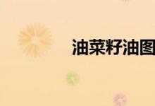 油菜籽油图片（油菜籽油）