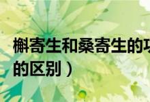 槲寄生和桑寄生的功效区别（槲寄生和桑寄生的区别）