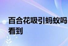 百合花吸引蚂蚁吗 蚂蚁合花会不会被其他人看到