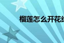 榴莲怎么开花结果（榴莲怎么开）