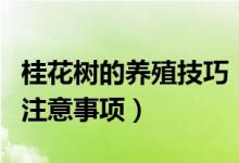 桂花树的养殖技巧（北方桂花树的养殖方法和注意事项）