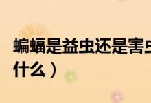 蝙蝠是益虫还是害虫（蝙蝠是益虫还是害虫吃什么）
