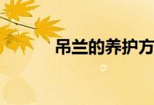 吊兰的养护方法（吊兰怎么养）