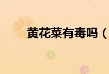 黄花菜有毒吗（黄花菜为什么有毒）