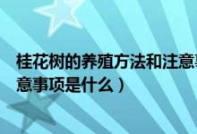 桂花树的养殖方法和注意事项盆栽（桂花树的养殖方法和注意事项是什么）