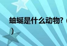 蚰蜒是什么动物?（蚰蜒是什么动物（图文））