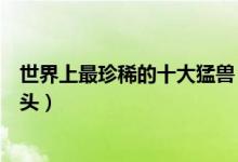 世界上最珍稀的十大猛兽（数量最少的猛兽第一名不足四十头）