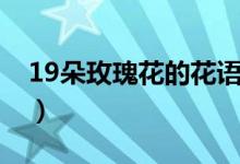 19朵玫瑰花的花语是什么（19朵玫瑰花花语）