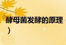 酵母菌发酵的原理（酵母菌发酵的原理是什么）