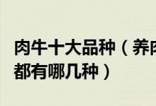 肉牛十大品种（养肉牛什么品种好肉牛的品种都有哪几种）