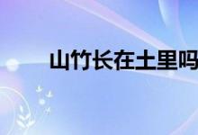 山竹长在土里吗（山竹长在土里吗）