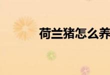 荷兰猪怎么养（荷兰猪如何养）