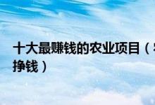 十大最赚钱的农业项目（农业致富好项目盘点在农村干什么挣钱）