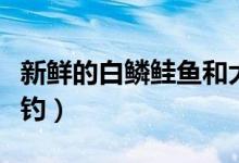 新鲜的白鳞鲑鱼和大鱼（新鲜的白鳞鲑鱼哪里钓）