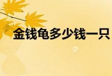 金钱龟多少钱一只（2020年价格一览表）