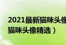2021最新猫咪头像（超萌猫咪头像推荐可爱猫咪头像精选）