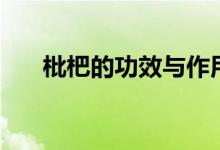 枇杷的功效与作用（枇杷有什么功效）
