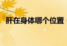 肝在身体哪个位置（肝在身体哪个位置呢）