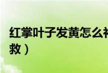 红掌叶子发黄怎么补救（红掌叶子发黄如何补救）