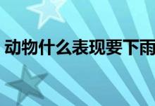 动物什么表现要下雨（小动物下雨前的征兆）