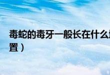 毒蛇的毒牙一般长在什么地方（毒蛇的毒牙一般长在什么位置）