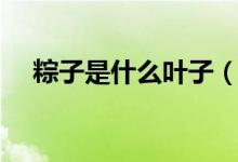 粽子是什么叶子（包粽子的叶子叫什么）