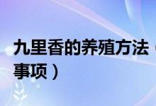 九里香的养殖方法（九里香的养殖方法和注意事项）