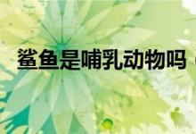鲨鱼是哺乳动物吗（鲨鱼是不是哺乳动物）