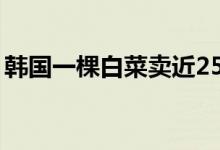 韩国一棵白菜卖近25元（白菜价格持续飙升）