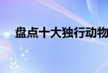 盘点十大独行动物（什么动物喜欢独行）