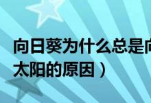 向日葵为什么总是向着太阳（向日葵总是向着太阳的原因）