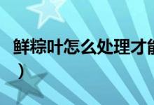 鲜粽叶怎么处理才能用（新鲜粽叶的处理方法）