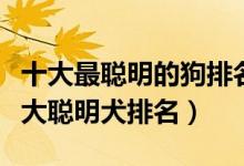 十大最聪明的狗排名（世界上什么狗最聪明十大聪明犬排名）