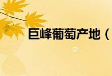 巨峰葡萄产地（巨峰葡萄产地在哪）